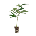 White Russian Steckling Steckling Lucky Hemp