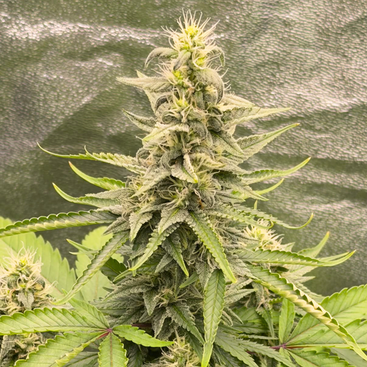 Gelato 33 Samen Feminisiert Samen Lucky Hemp