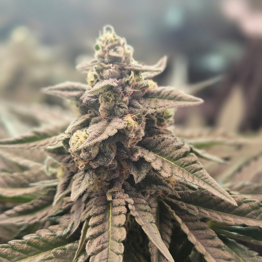 Cap Junky Samen Feminisiert Samen Lucky Hemp