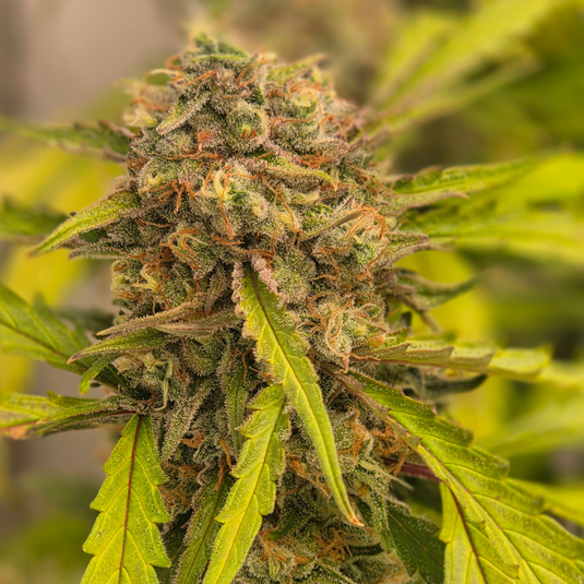 Wedding Cake (FAST Version) Samen Feminisiert Samen Lucky Hemp