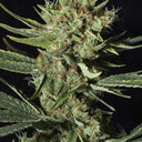 Sir Jack CBD Samen Automatik Samen Lucky Hemp