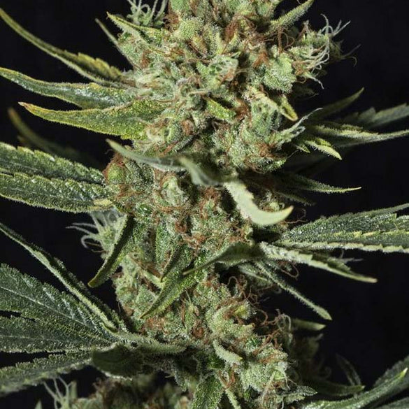 Sir Jack CBD Samen Automatik Samen Lucky Hemp