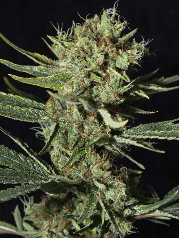 Sir Jack CBD Samen Automatik Samen Lucky Hemp