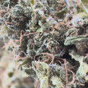 Silver Haze Ökopack Blüten Lucky Hemp