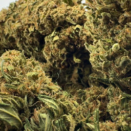 Lemon OG Ökopack Blüten Lucky Hemp