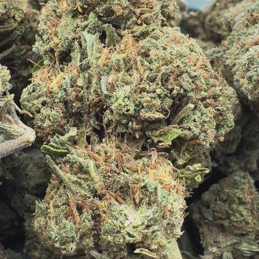 Apple Fritter Ökopack Blüten Lucky Hemp
