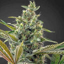 Lemon Haze CBD Samen Feminisiert  Lucky Hemp   