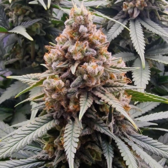 Tangerine Dream Samen Automatik Samen Lucky Hemp