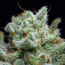 Tangie Land Samen Feminisiert Samen Lucky Hemp