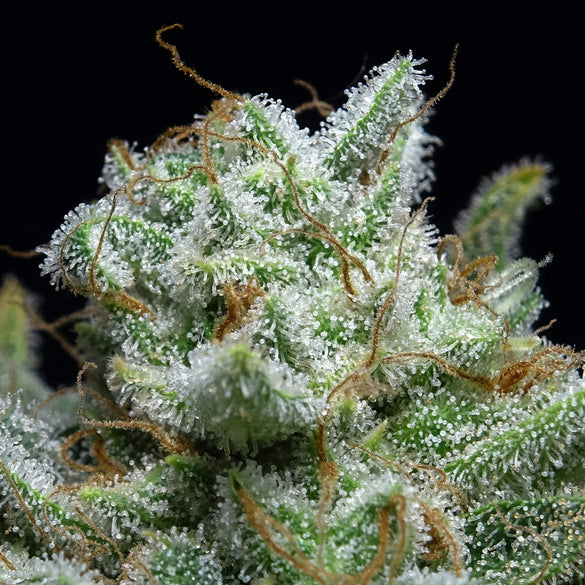 Tangie Land Samen Feminisiert Samen Lucky Hemp