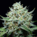 Tangie Land Samen Feminisiert Samen Lucky Hemp