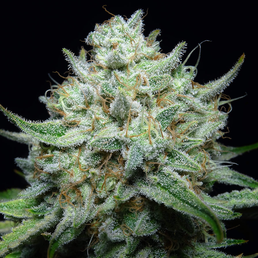 Tangie Land Samen Feminisiert Samen Lucky Hemp