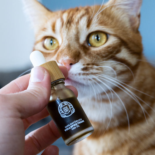 Lachs CBD-Öl Öle Lucky Hemp   