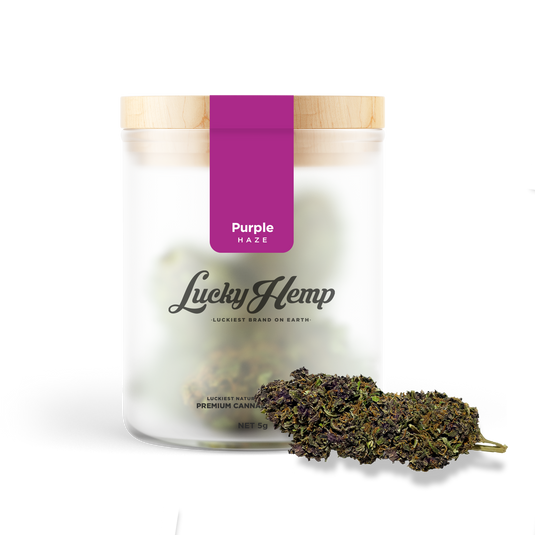 Purple Haze Glas Blüten Lucky Hemp   
